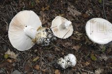 Мухомор-яйцевидный_Абрау_3